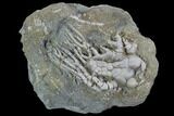 Detailed Cyathocrinites Crinoid - Crawfordsville, Indiana #94752-1